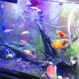 熱帯魚水槽の画像