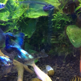 熱帯魚の画像