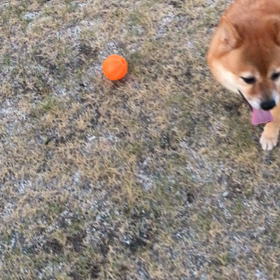 犬と私のワールドカップの画像