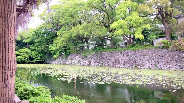 小田原城で見たトモダチの記事動画