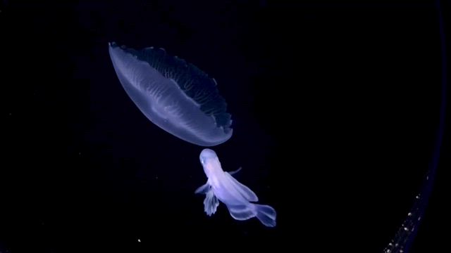 えのすいの深海展 ―ディープ度200％―＠新江ノ島水族館の覚書の記事動画