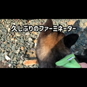 今朝はまりもと…の画像