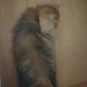 クローゼットでわぁいわぁいジャンプの画像