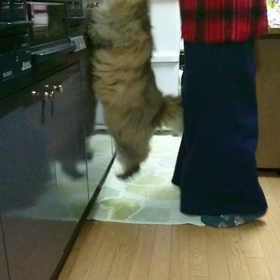 モモタロウのまっほいジャンプ❗の画像