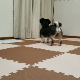 トライアル17日目の画像