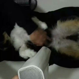 濡れた犬の画像