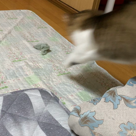 遊び盛りの画像