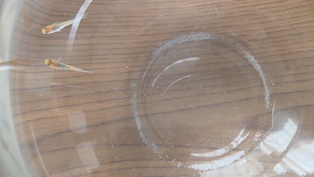 久しぶりにめだかお迎え　(^∇^)の記事動画