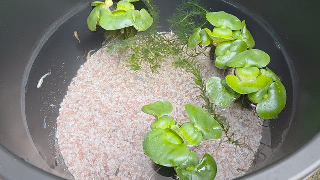 めだかの飼育容器　／　植物　の記事動画