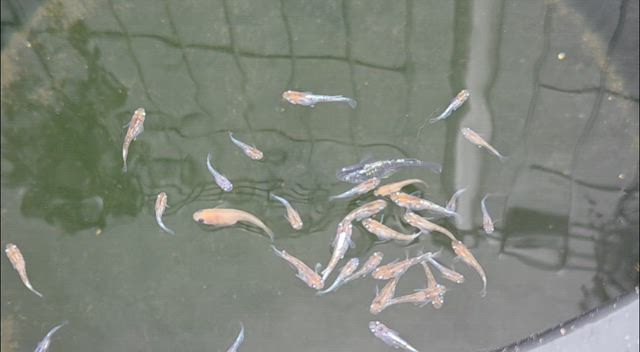 風蘭の植え替え　夫の昼ご飯問題　めだ活の記事動画