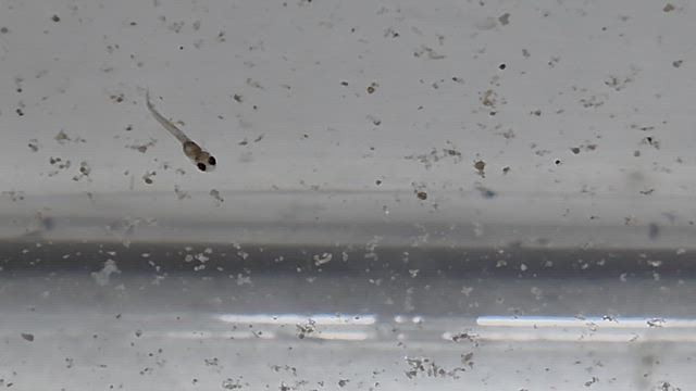 今日も楽しい生き物係　可愛いが止まらないの記事動画