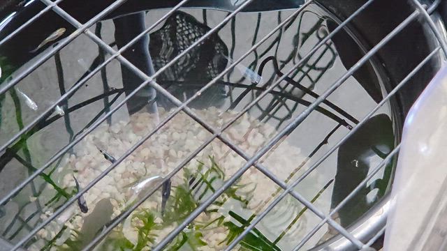 蕾　芽吹き　萌えの記事動画