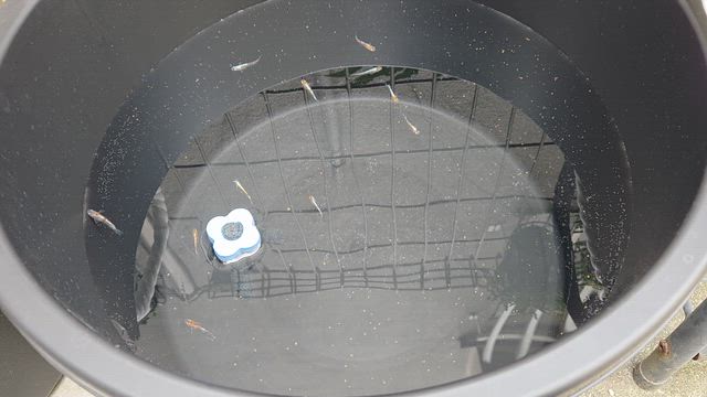 めだかさんお迎え　／　ドロサンテマムの種の記事動画