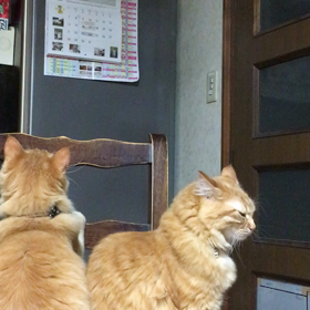 カシャブンに興奮の画像