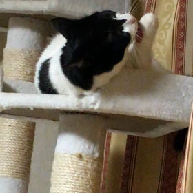 ウニョウニョハク様の画像