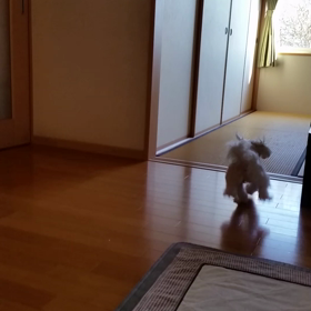 見えてるのかの？の画像