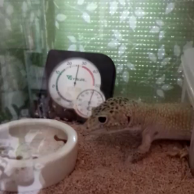 何故こっちをみるのかの画像