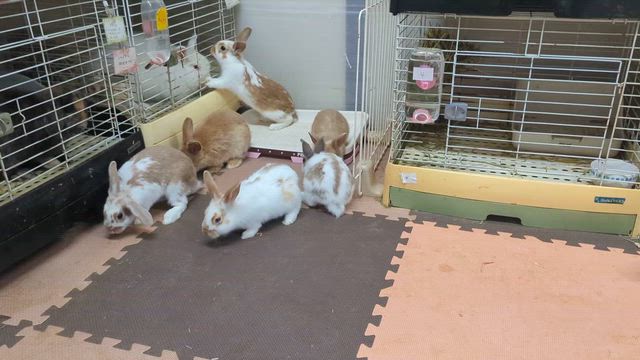 わかっこ引き受けから１年の記事動画