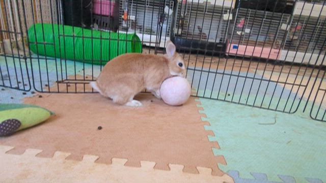 むぎゅくんのボール遊びの記事動画