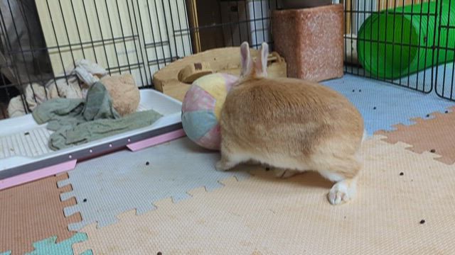 ボール大好き❤の記事動画