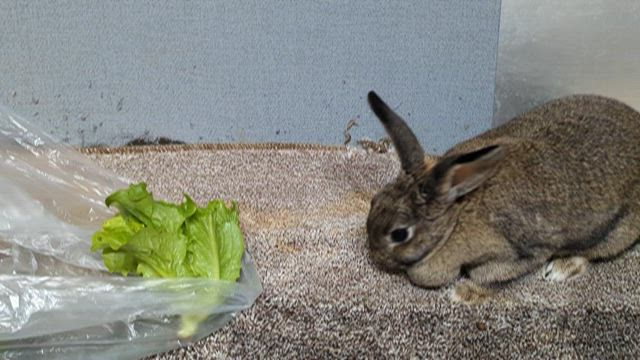 うさぎや菜園さんのお野菜❗️の記事動画