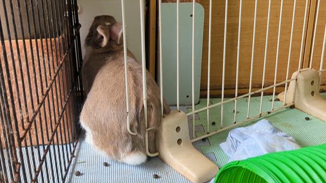 うちのももクロ(笑)の記事動画