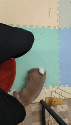 ヤッコちゃんの変化の記事動画
