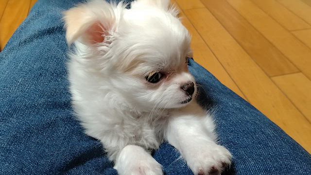 お家に迎え入れたあの日からの記事動画