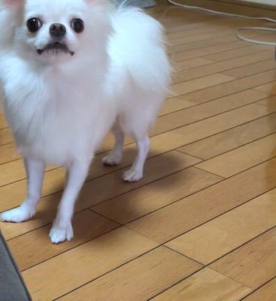 お家に迎え入れたあの日からの記事動画