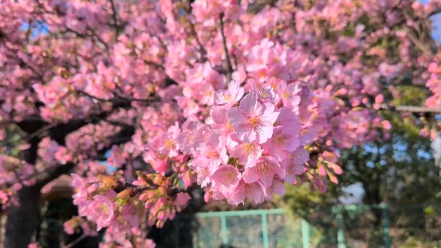 春近しの記事動画