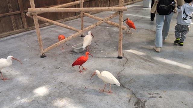 はじめての掛川花鳥園とオールインクルーシブの記事動画