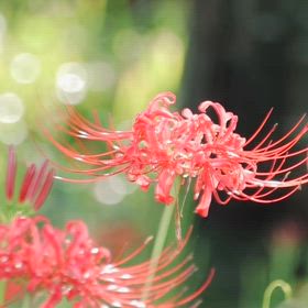 日々のこと、、一期一会の画像