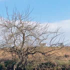 マティスからロートレックへ、、間に中華ランチ⑤の画像