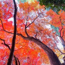 日々のこと、、認知機能検査とは、、の画像
