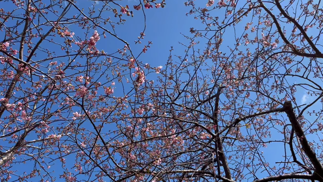桜・さくら〜茶道〜茶箱セミナーの記事動画
