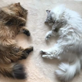 おしっぽ会話の画像