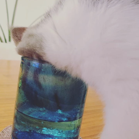 はなちゃんチャレンジの画像