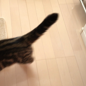 ごはんは正しく言いましょう。の画像