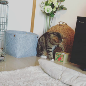 にゃんこはお留守の画像
