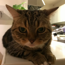 るうくカリカリに不満ありの画像