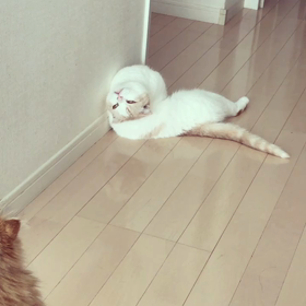 イニャバウアーの画像
