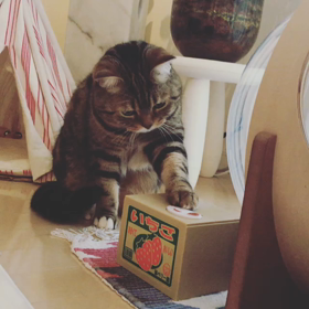 おともだちのねこさん訪問の画像