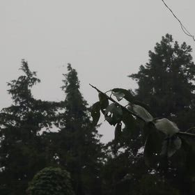 雨降る日々の画像