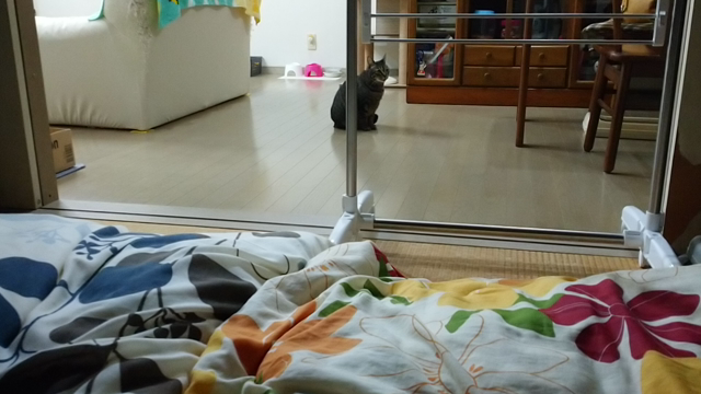 来てくれてもいいのに～の記事動画