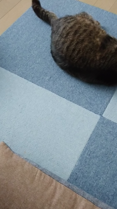 いきなりの…の記事動画
