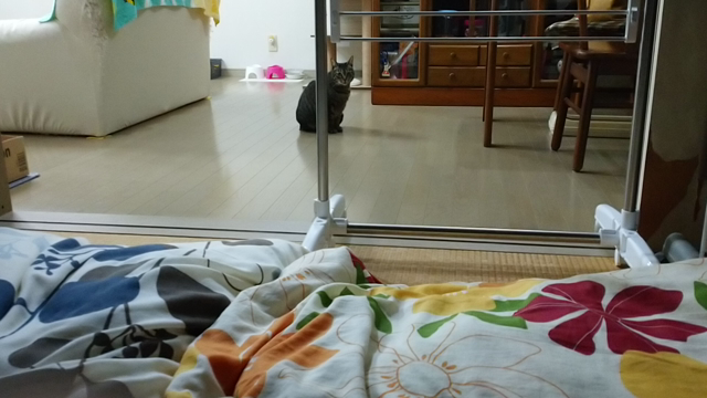 来てくれてもいいのに～の記事動画