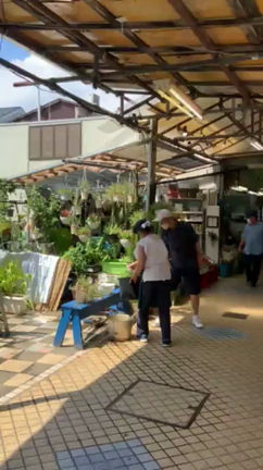 近く花屋でメダカ養殖の記事動画