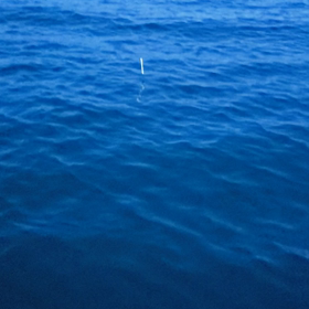 ヤドゥアイ釣り(ゴマアイゴ)の画像