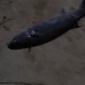 釣りの画像