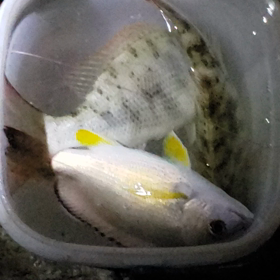 釣り‼️の画像